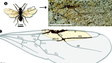Madeira regista fóssil mais antigo de uma formiga (vídeo)