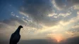 61 mil pombos-correios voam na maior solta da Europa