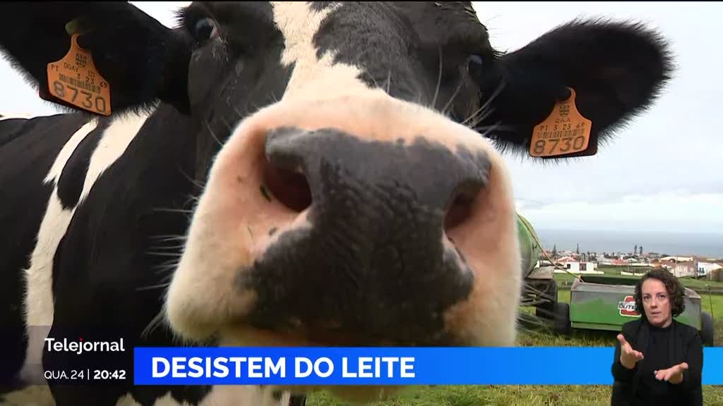 Açores. Muitos agricultores estão a desistir do setor do leite