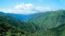 Imagem de Governo da Madeira elaborou seis planos de gestão florestal para 40% do território