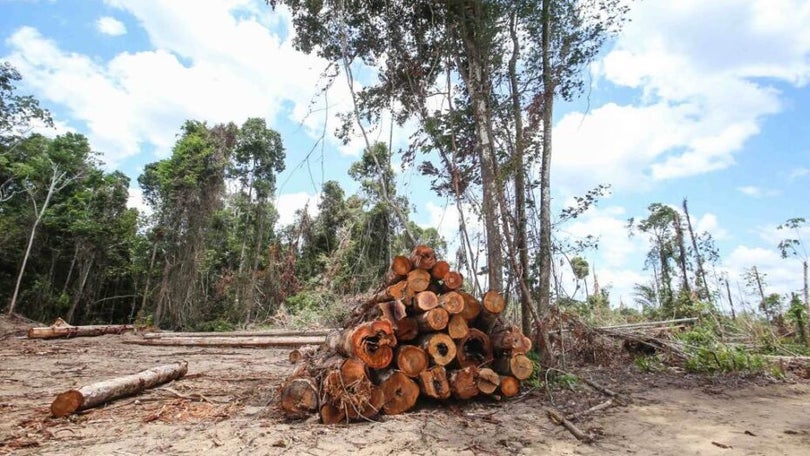 Imagem de Brasil matou 20 ambientalistas em 2020