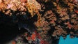 Espécies raras no mar do Cabo Girão (vídeo)