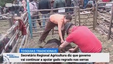 Imagem de Governo mantém as regras para a permanência do gado na serra