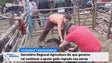 Imagem de Governo mantém as regras para a permanência do gado na serra