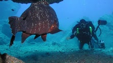 Imagem de Madeira assinala esta sexta-feira o Dia Mundial do Mar (Áudio)