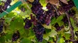 Casas de vinho Madeira compraram todas as uvas aos produtores (vídeo)