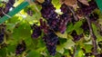 Imagem de Casas de vinho Madeira compraram todas as uvas aos produtores (vídeo)