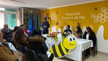Imagem de Apicultores queixam-se de quebras na produção de mel a rondar os 50 por cento (áudio)