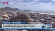 Investigador defende recarga de areia na praia do Porto Santo