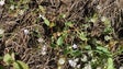 Imagem de Investigadores da UMa descobriram «dezenas» de novas plantas das Selvagens (áudio)