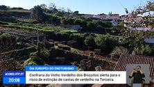Imagem de Castas antigas em risco de extinção na zona vitivinícola dos Biscoitos [Vídeo]