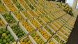 Mais de 500 produtores participam na Exposição do Limão