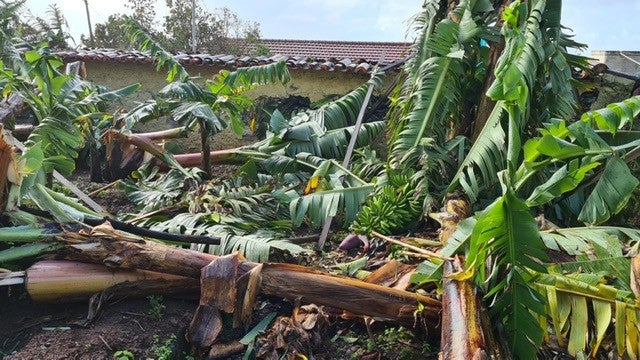 Casas do Povo colaboram com produtores de banana