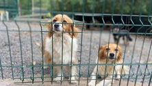 Imagem de Aumento pontual de abandono de animais domésticos (áudio)