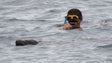 Imagem de Lobo Marinho surpreende banhistas do Clube Naval do Funchal