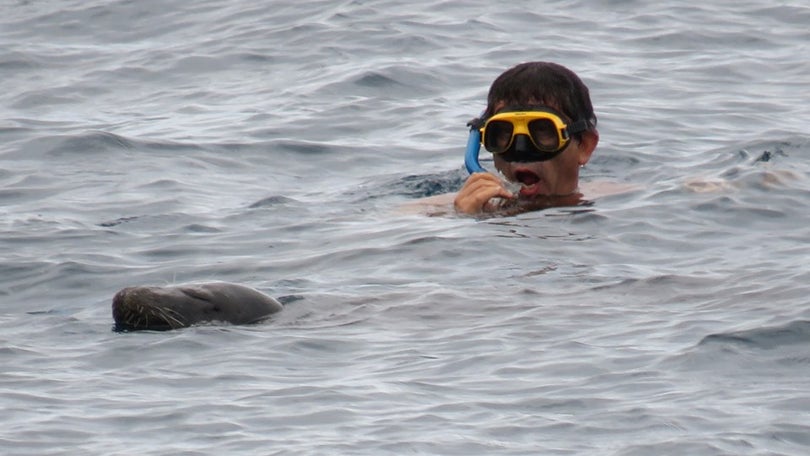 Imagem de Lobo Marinho surpreende banhistas do Clube Naval do Funchal