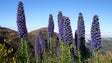 Museu de História Natural em Londres acolhe uma das maiores coleções de plantas da Madeira