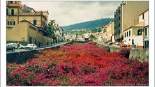 Imagem de Buganvílias nas ribeiras (áudio)
