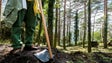 Secretaria Regional do Ambiente prevê limpar 650 hectares de área florestal até outubro (Áudio)