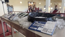 Imagem de Praça do Peixe com placas com códigos de barras com informação relativa ao pescado (vídeo)