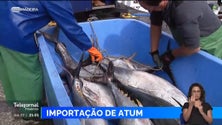 Imagem de Madeira está a importar atum de Espanha (vídeo)
