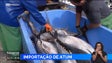 Madeira está a importar atum de Espanha (vídeo)