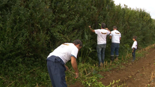 São Miguel aprofunda estratégia regional para a apicultura (Vídeo)