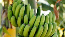 CDS pede explicações sobre indemnizações aos produtores de banana