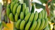 CDS pede explicações sobre indemnizações aos produtores de banana