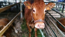 Imagem de Governo entrega bovinos a produtores afetados pelos incêndios