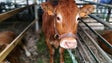 Governo entrega bovinos a produtores afetados pelos incêndios