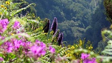 Imagem de Governo aposta nas plantas endémicas para recuperar imagem de marca da Madeira