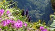 Governo aposta nas plantas endémicas para recuperar imagem de marca da Madeira