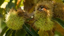 Imagem de Quebra na produção de castanha pode atingir os 80%