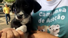 Imagem de Centro de recolha animal em Santa Cruz com lotação esgotada