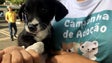 Imagem de Centro de recolha animal em Santa Cruz com lotação esgotada