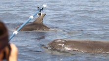 Imagem de Investigadores já se encontram a estudar o cachalote no Arquipélago da Madeira