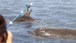 Investigadores já se encontram a estudar o cachalote no Arquipélago da Madeira