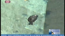 Imagem de Consumo de água disparou depois dos incêndios (Vídeo)