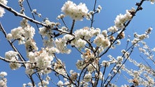 Imagem de Bruno Moniz e Joana Soares venceram o  Grande Prémio das Cerejeiras em Flor