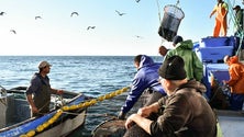 Imagem de Covid-19: Madeira prolonga isenção de taxas a pescadores até final do ano