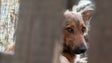 Imagem de GNR regista por mês cerca de 62 crimes contra animais