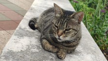 Imagem de Região registou quase 40 mil animais de companhia nos últimos 4 anos (vídeo)