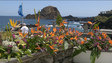 Porto Moniz dá curso de arranjos florais (vídeo)