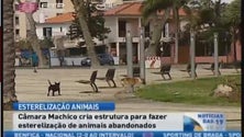 A Câmara de Machico vai promover esterilização de animais errantes (Vídeo)