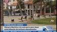 Imagem de A Câmara de Machico vai promover esterilização de animais errantes (Vídeo)