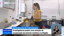 Imagem de Investigadores pedem uma estação de recuperação de animais marinhos na Madeira (Vídeo)