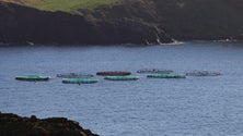 Imagem de Aquacultura na Madeira rendeu 8 milhões e 400 mil euros no ano passado (áudio)