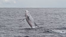 Imagem de Biólogo desenvolveu aplicação de identificação de Golfinhos-de-Risso (Vídeo)