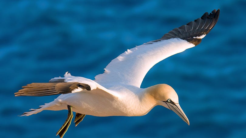 Diversas espécies de aves estão declínio em Portugal